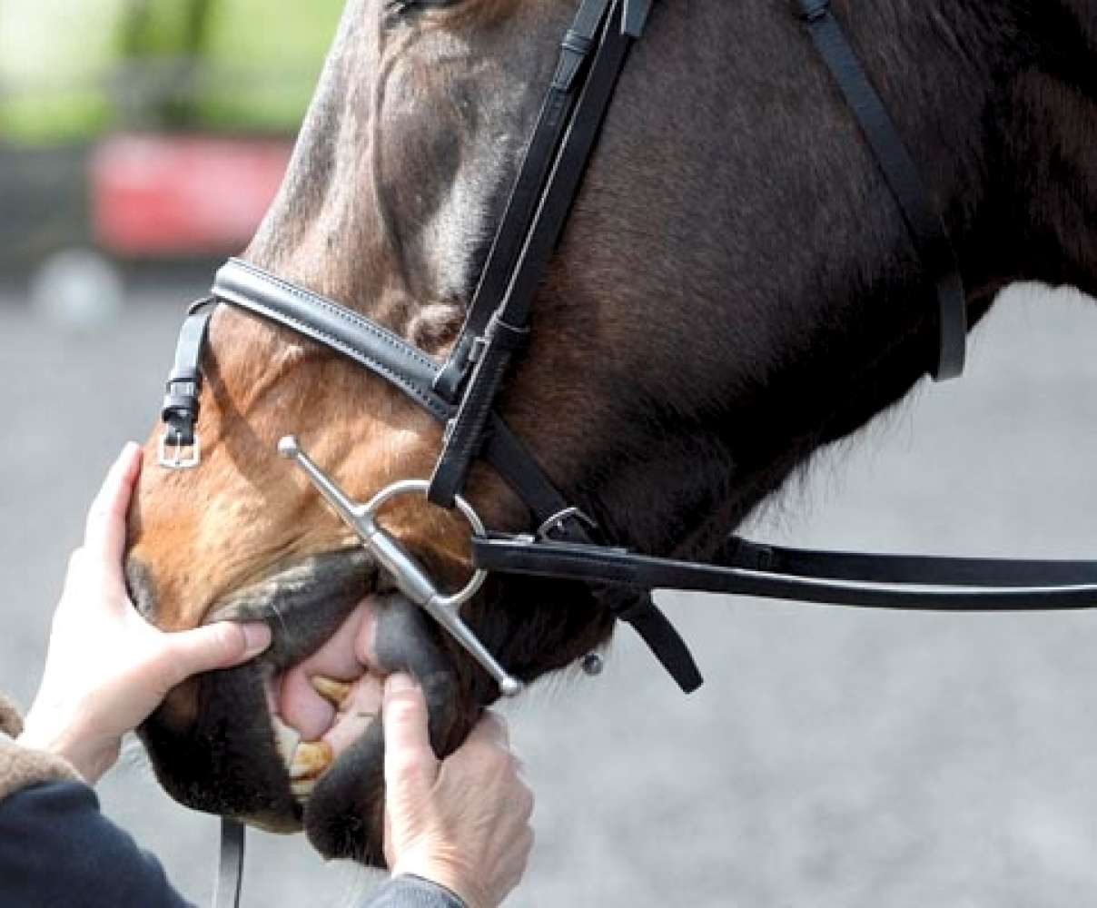 How to clean and check your horse’s bit